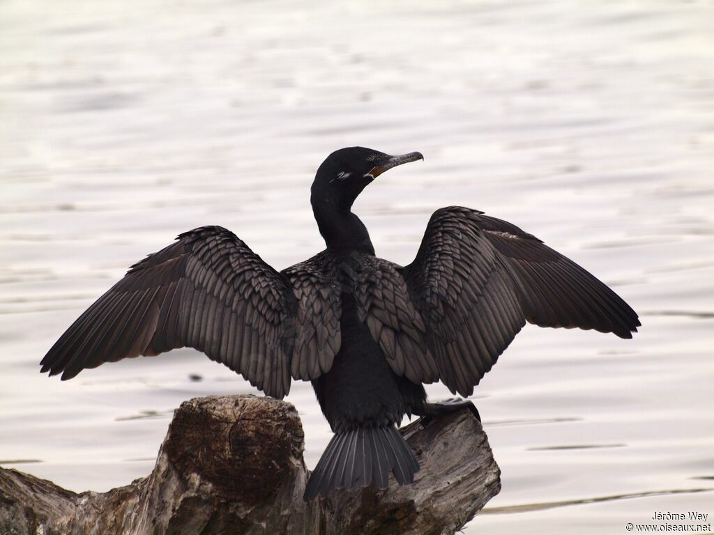 Neotropic Cormorant