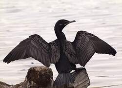 Neotropic Cormorant