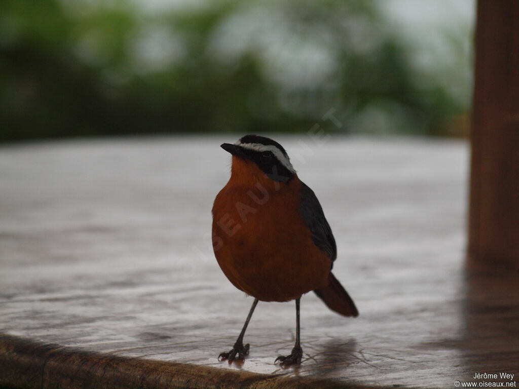 White-browed Robin-Chat