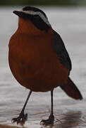 White-browed Robin-Chat