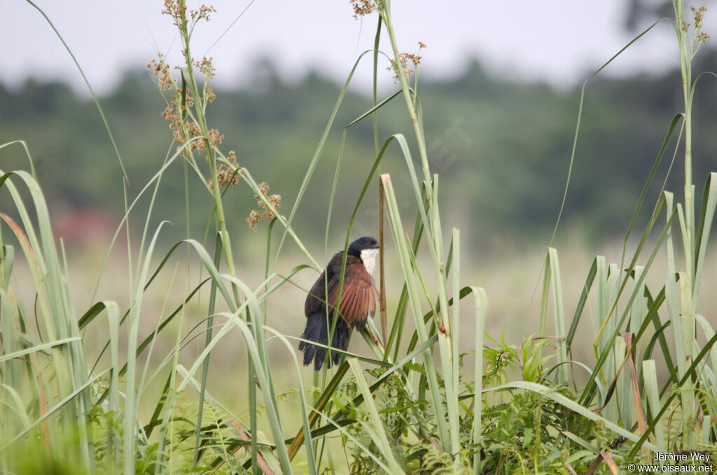 Coucal à nuque bleue