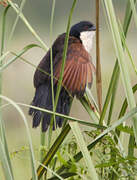 Coucal à nuque bleue