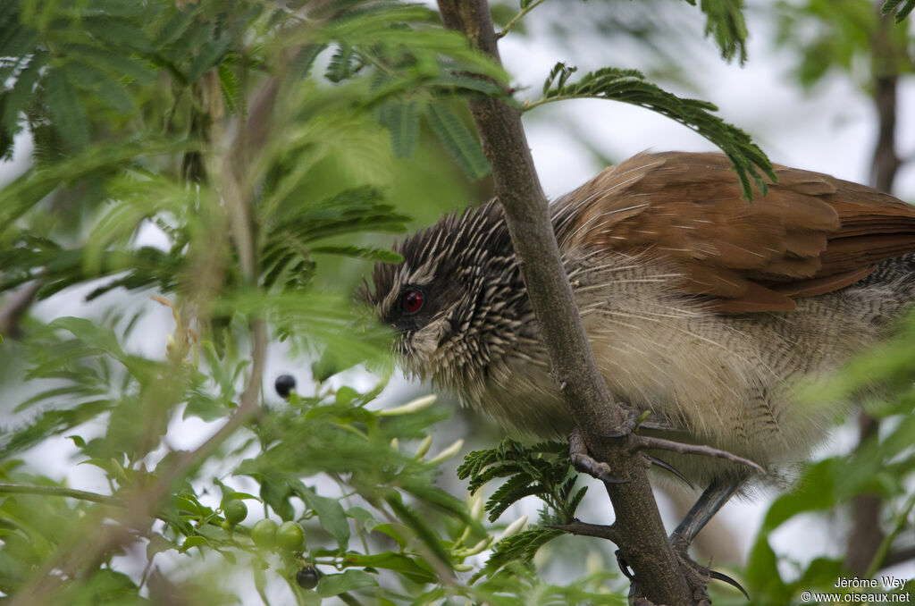 White-browed Coucal