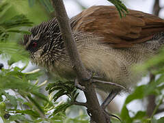 White-browed Coucal