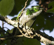 Klaas's Cuckoo