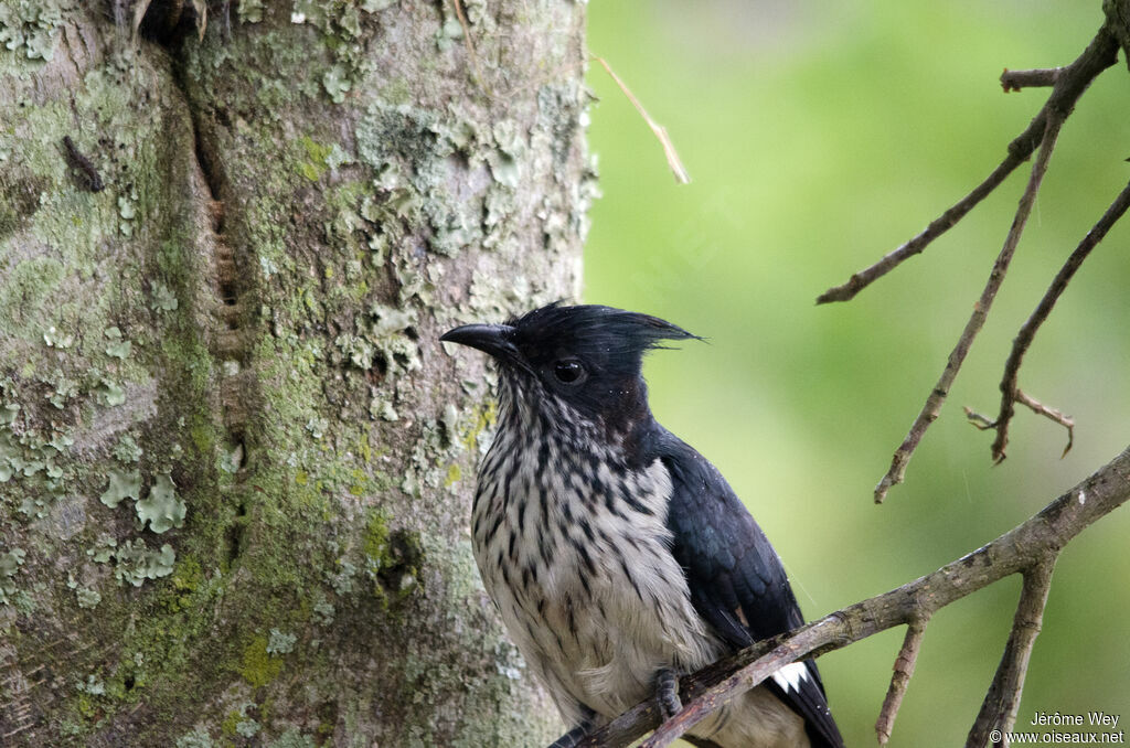 Levaillant's Cuckoo