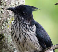 Levaillant's Cuckoo