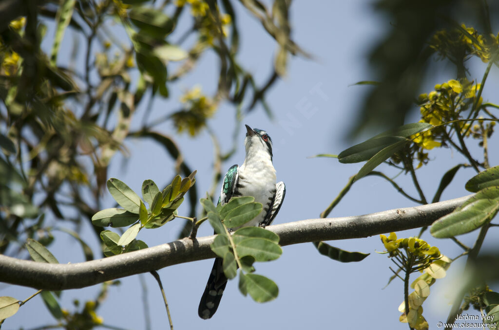 Diederik Cuckoo