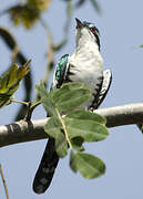 Diederik Cuckoo