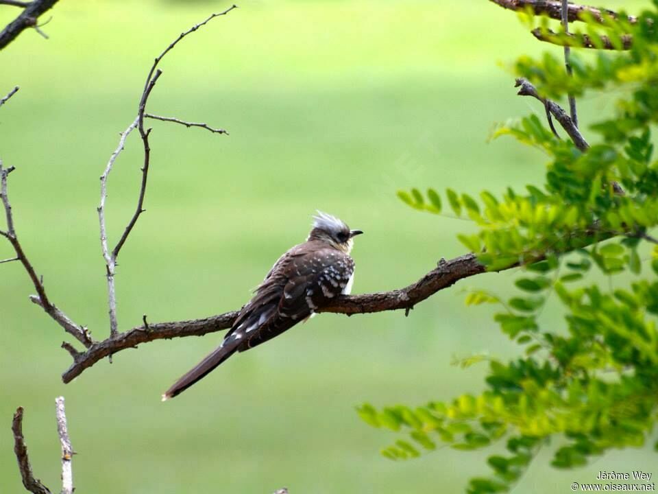 Great Spotted Cuckoo