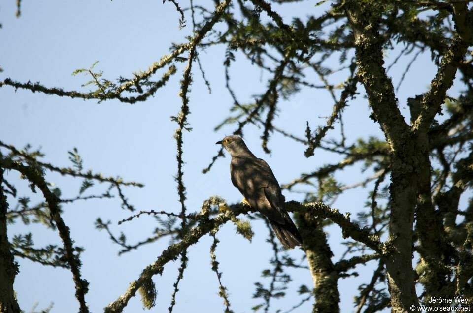 Common Cuckoo