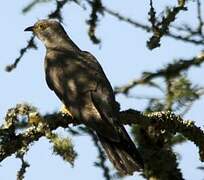 Common Cuckoo