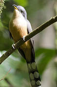 Mangrove Cuckoo