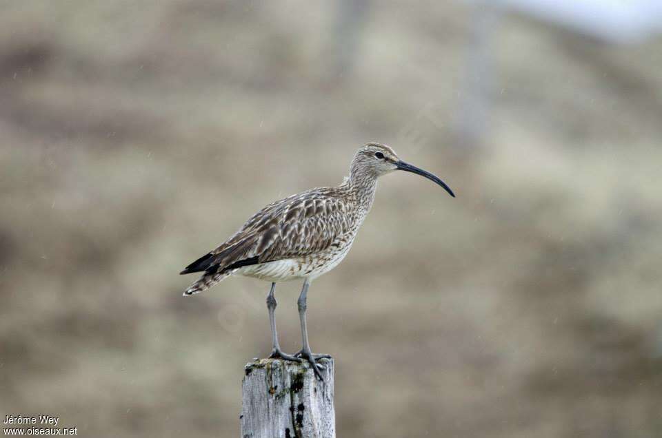 Eurasian Whimbreladult breeding, Reproduction-nesting, Behaviour