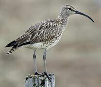 Eurasian Whimbrel