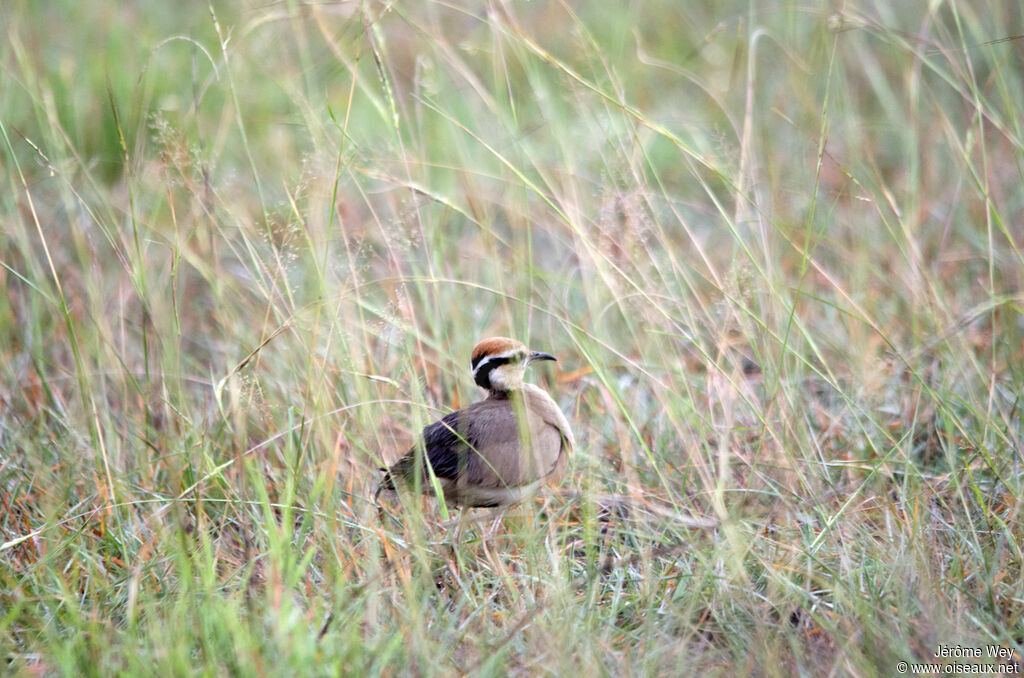 Temminck's Courser