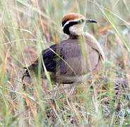 Temminck's Courser