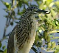 Squacco Heron