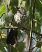 Arrow-marked Babbler