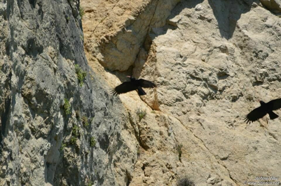 Red-billed Chough