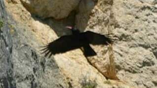 Red-billed Chough