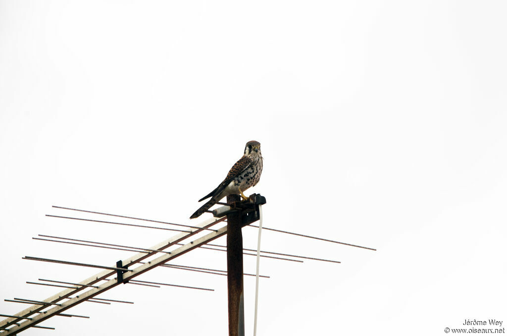 American Kestrel