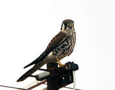 American Kestrel