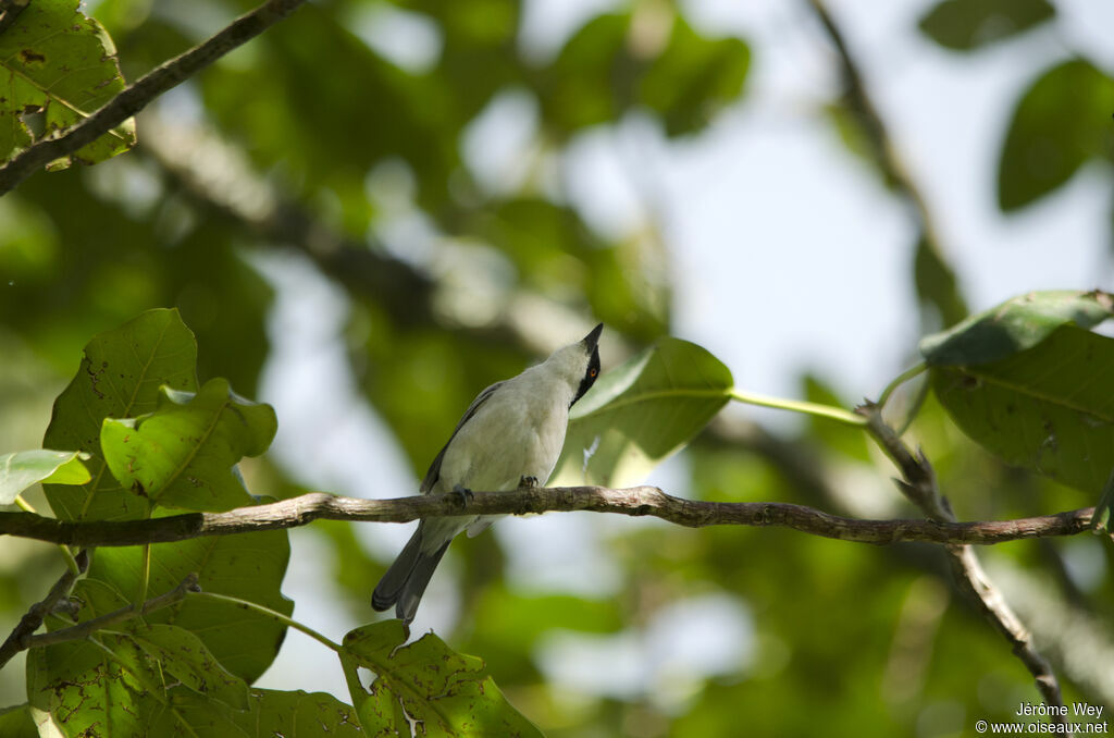 Northern Puffback