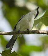 Northern Puffback