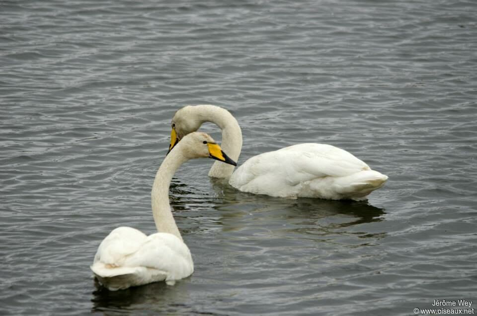 Whooper Swan