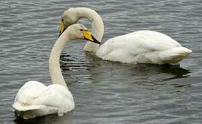 Whooper Swan