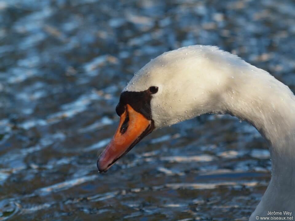 Cygne tuberculé