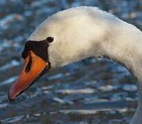 Mute Swan