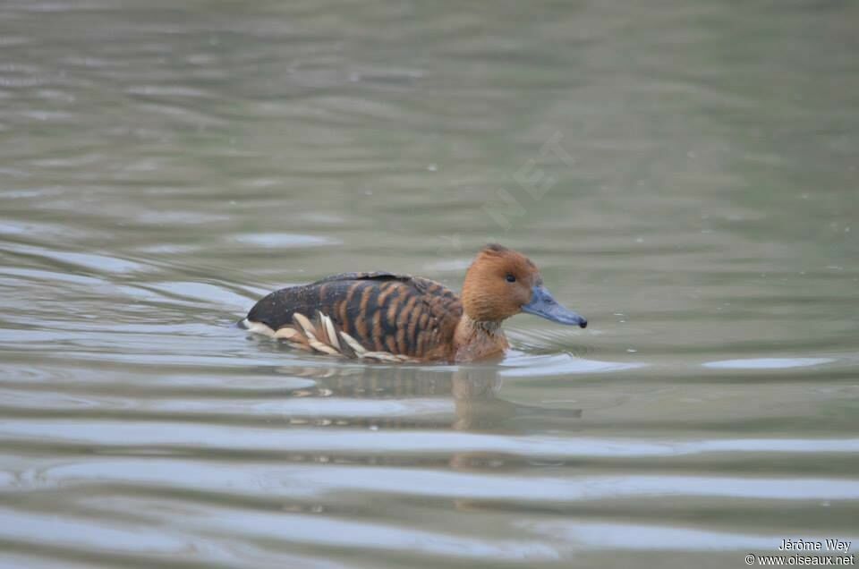 Dendrocygne fauve