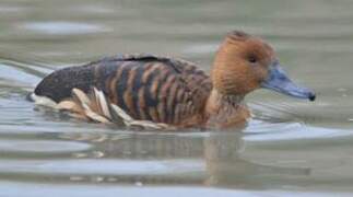 Fulvous Whistling Duck