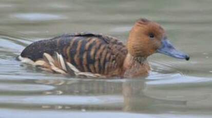 Dendrocygne fauve