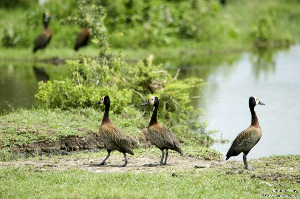 White-faced Whistling Duck