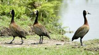 White-faced Whistling Duck