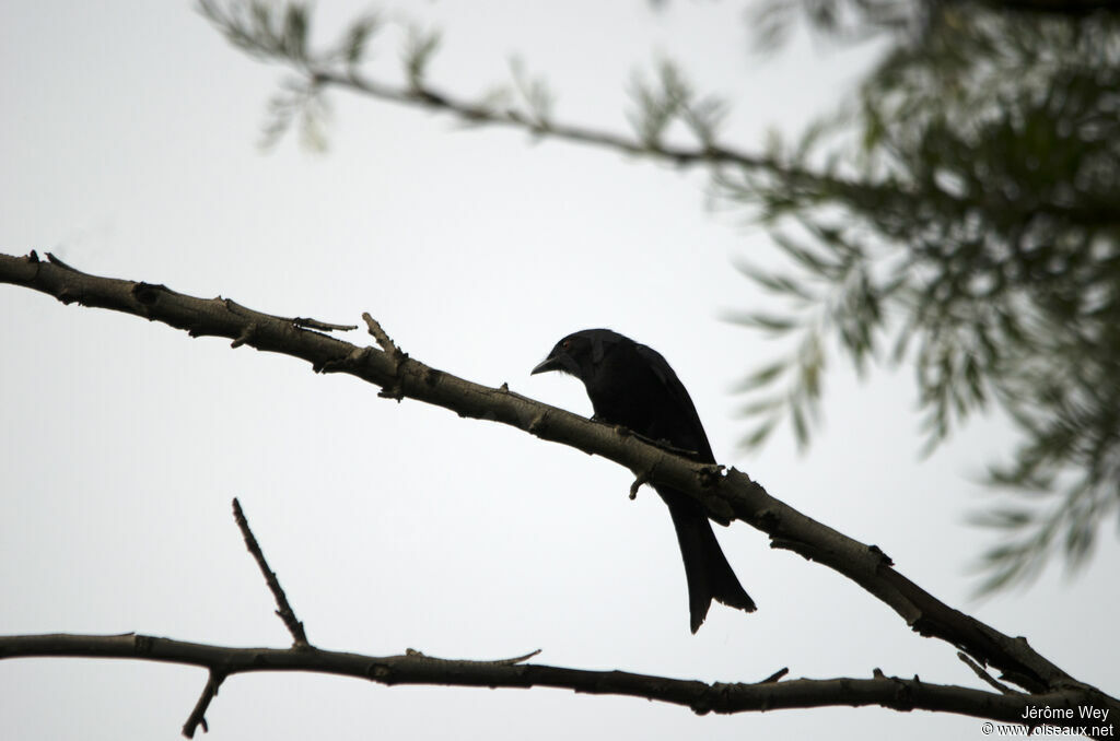 Fork-tailed Drongo