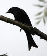 Fork-tailed Drongo