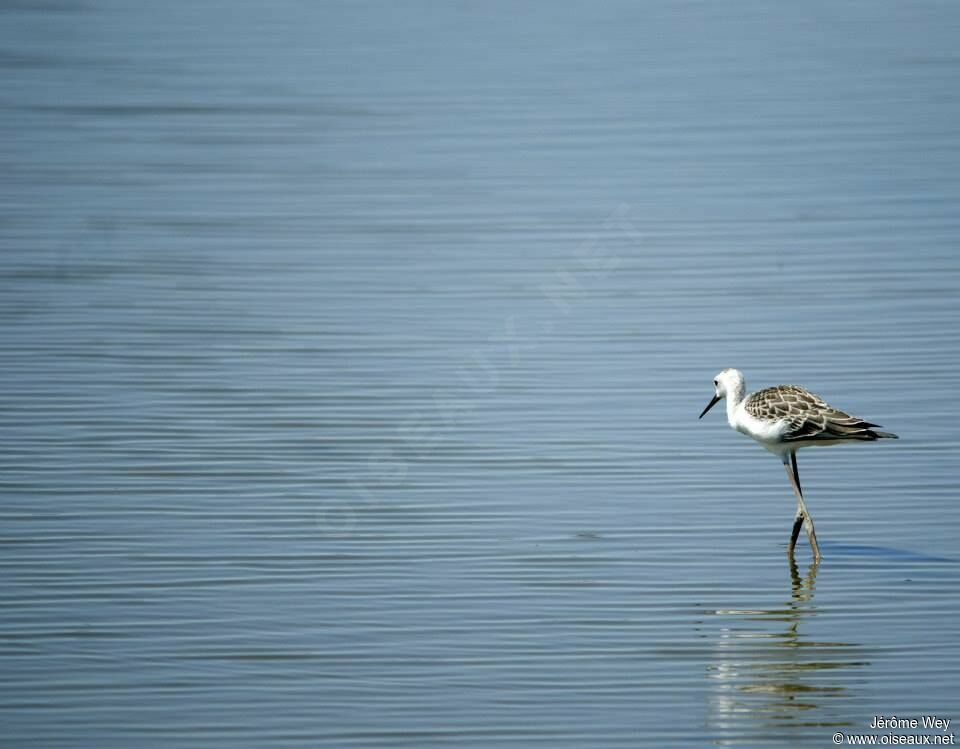 Black-winged Stilt