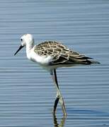 Black-winged Stilt