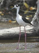 Black-necked Stilt