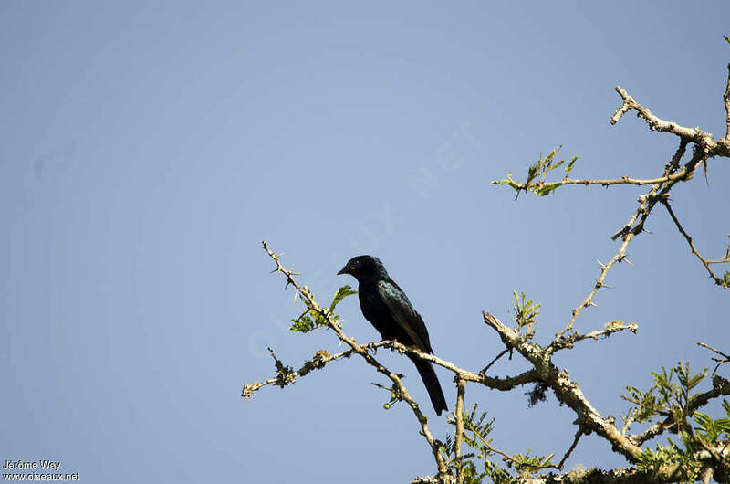 Échenilleur à épaulettes jaunes mâle adulte jewe185630