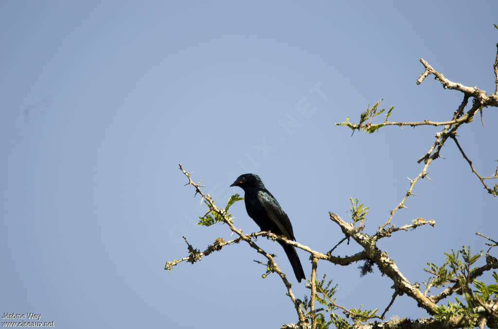 Black Cuckooshrike male adult