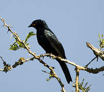 Black Cuckooshrike