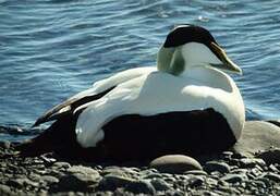 Common Eider