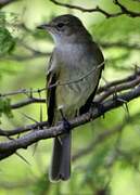 Caribbean Elaenia