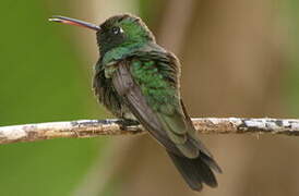 Cuban Emerald