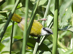 Grey-capped Warbler